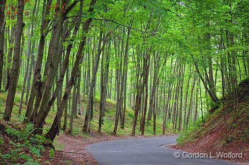 Forest Road_04843.jpg - Photographed near Orillia, Ontario, Canada.